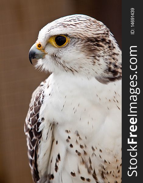 Big Brown And White  Eagle In Closeup