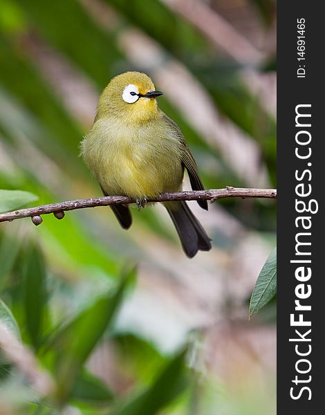 Small colorful tropical bird on a branch