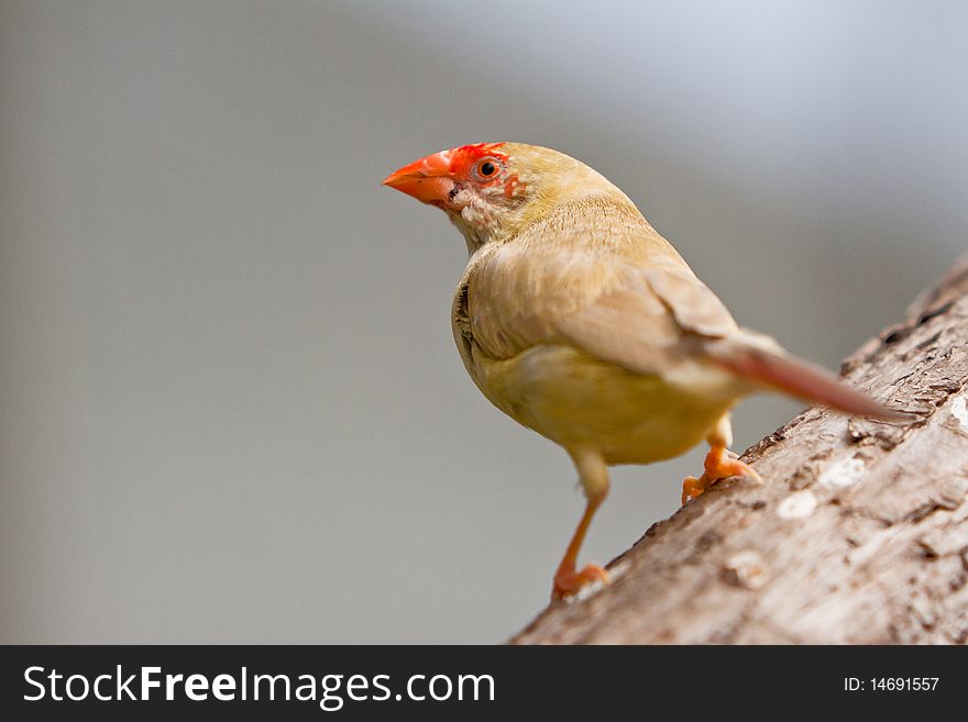 Small colorful tropical bird sitting on a branch. Small colorful tropical bird sitting on a branch