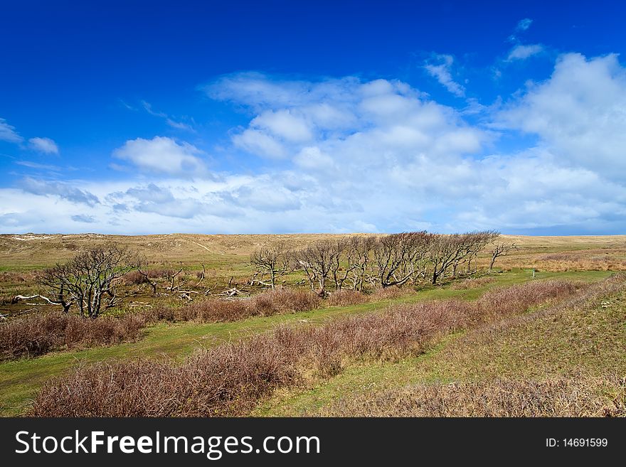 Trees standing near the dunes