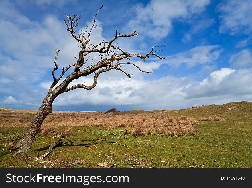 Tree standing near the dunes in a grassland