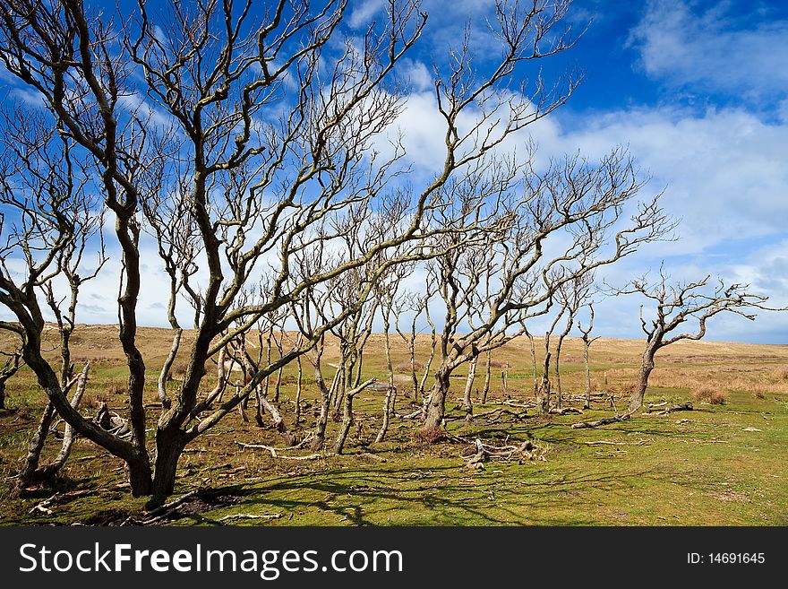 Trees standing near the dunes in a grassland