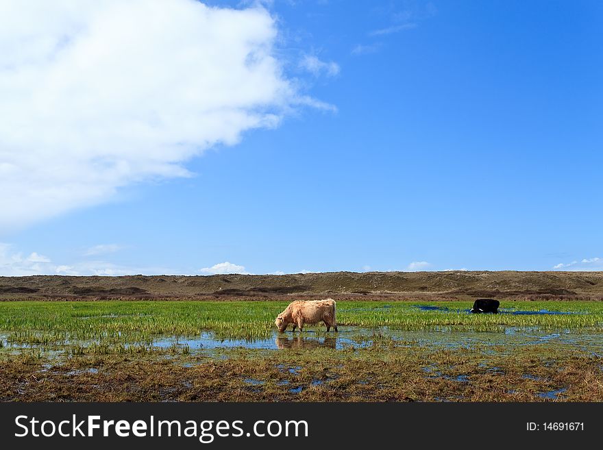 Scottish highlanders walking through the wetlands with blue sky. Scottish highlanders walking through the wetlands with blue sky