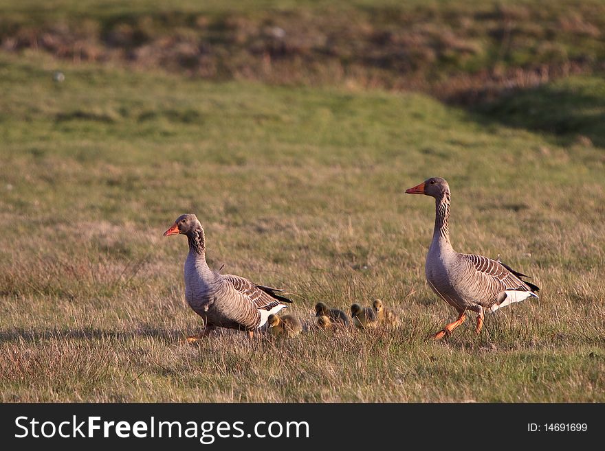 White-fronted goose couple with youngsters in a grassland