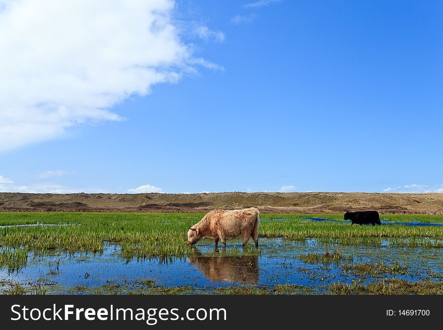 Scottish Highlanders Walking Through The Wetlands