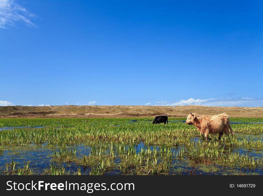 Scottisch Highlanders Walking Through The Wetlands