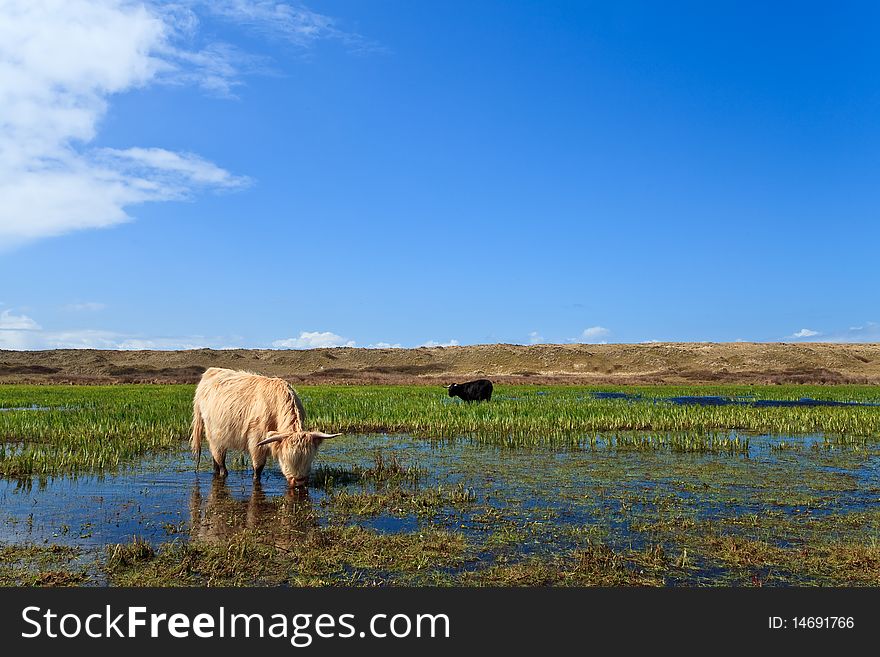 Scottisch Highlanders Walking Through The Wetlands