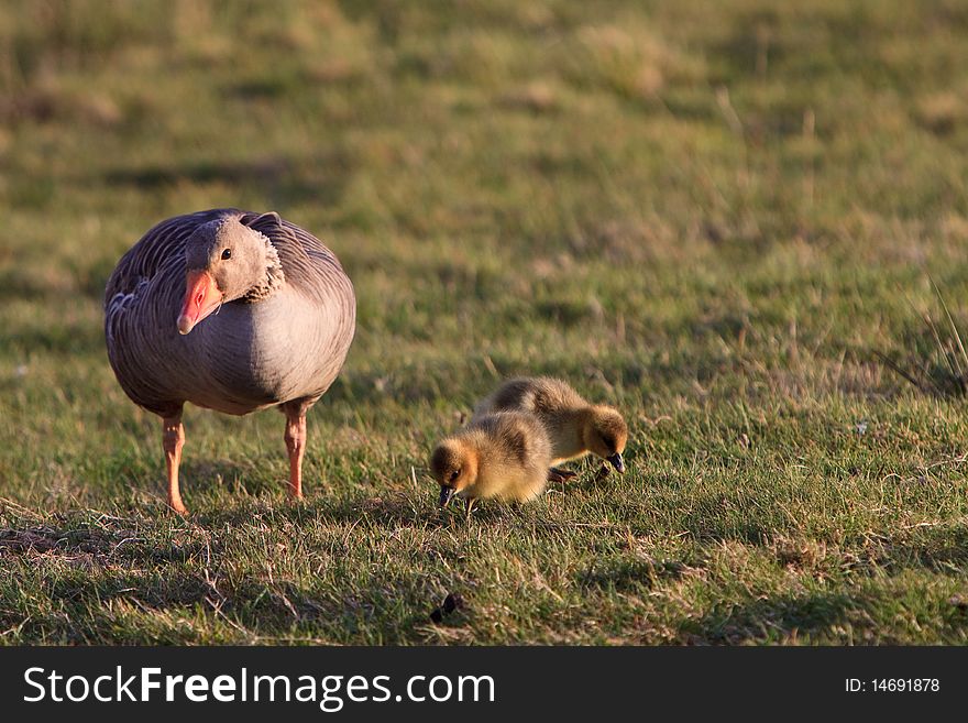 White-fronted Goose With Youngsters