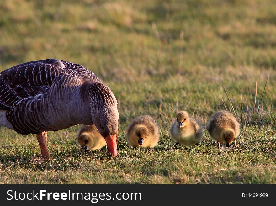 White-fronted goose with youngsters in a grassland