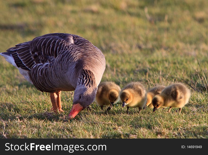 White-fronted goose with youngsters in a grassland