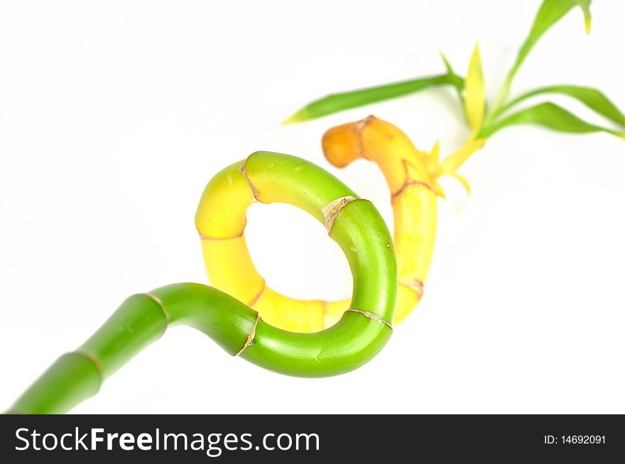 Isolated lucky bamboo on white background