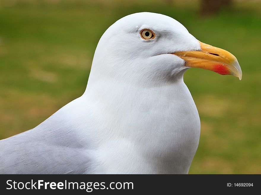 Big white herring gull bird in closeup