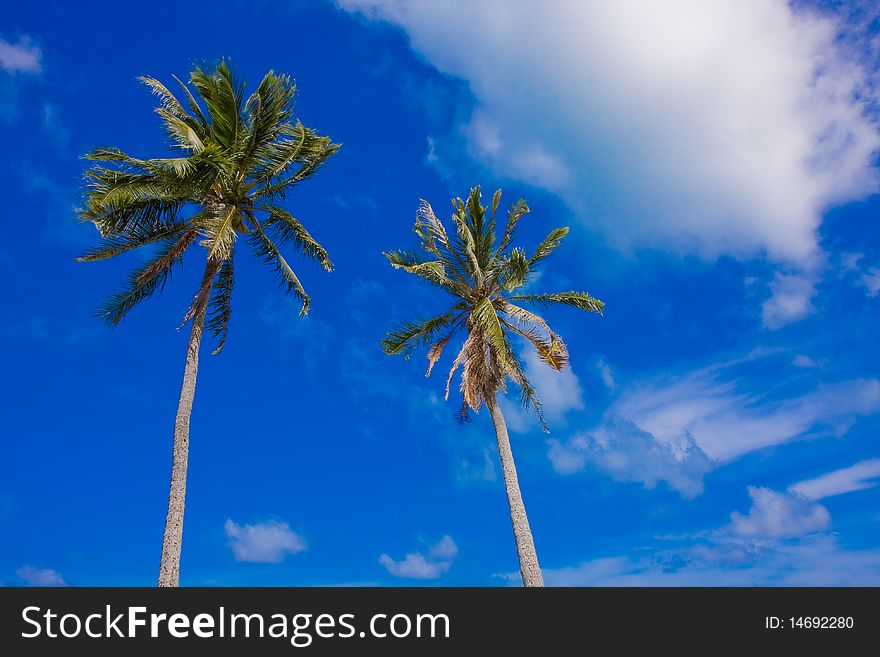 2 Palm Trees On A Blue Sky