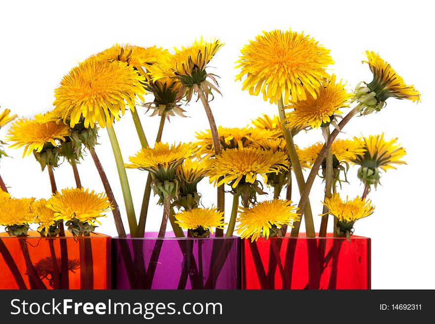 Yellow dandelions in glass colour vase on white background