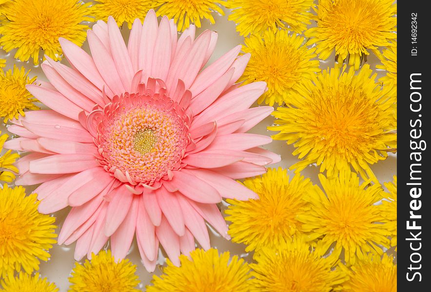 Yellow dandelions and red gerbera sail on water by background