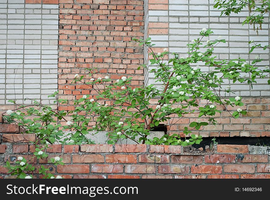 Bush on background brick wall. Bush on background brick wall