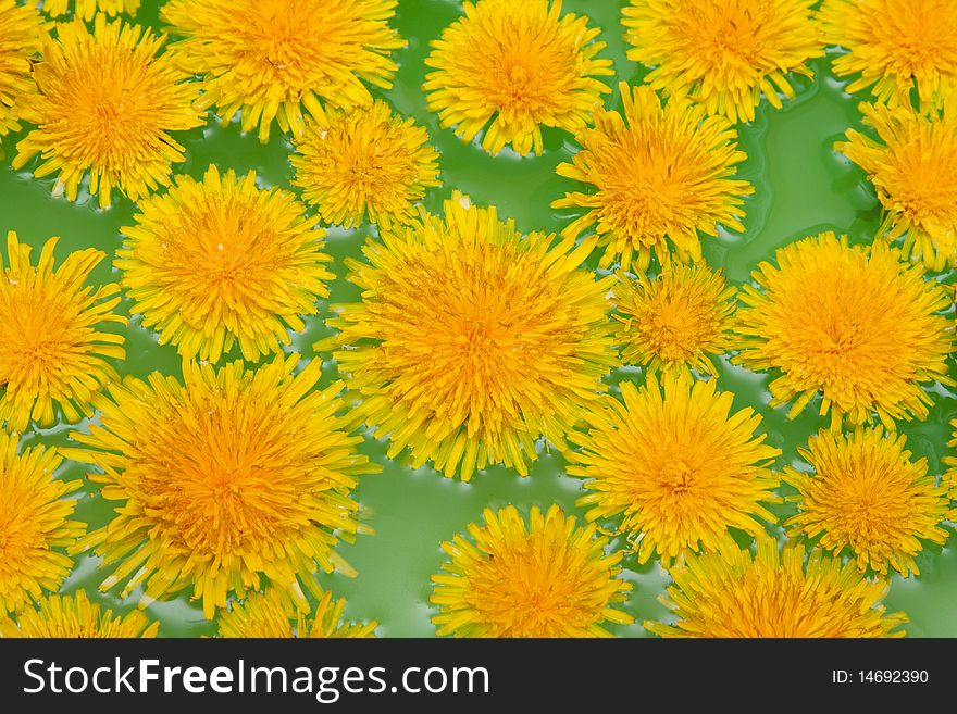 Yellow dandelions sail on green water by background