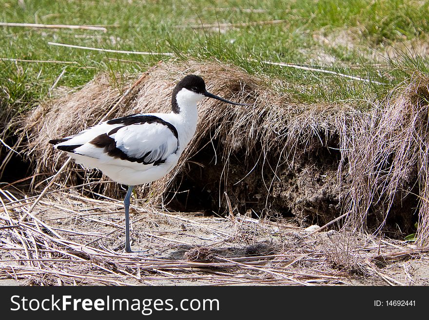 White Avocet Bird Standing Near Water