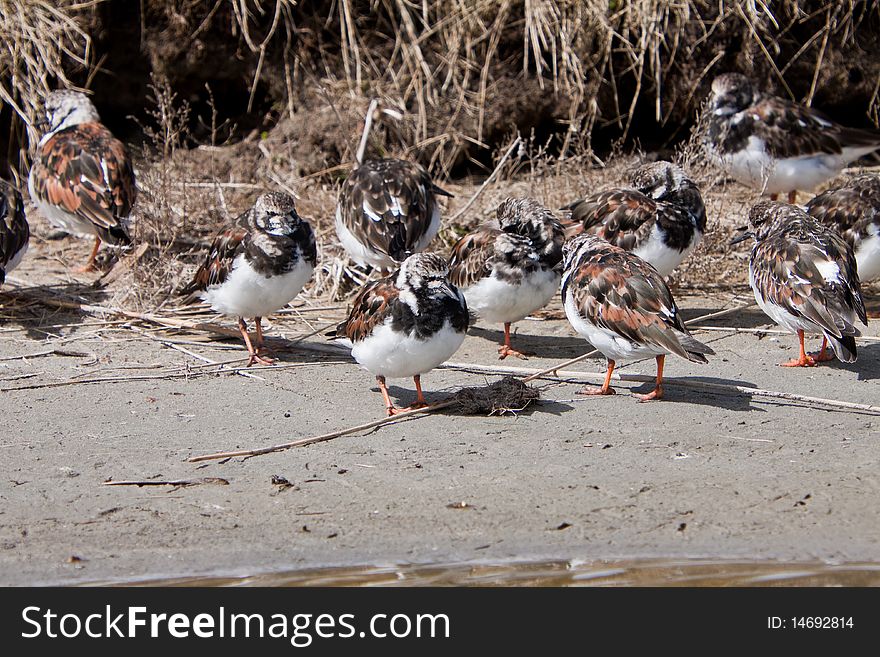 Turnstone bird standing near water