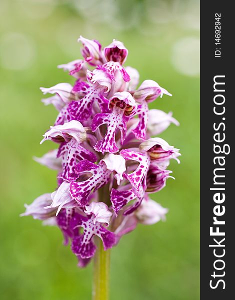 Macro image of a pink orchid