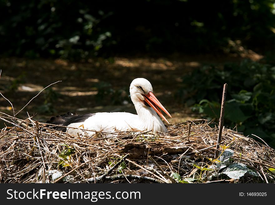 White stork in the nest