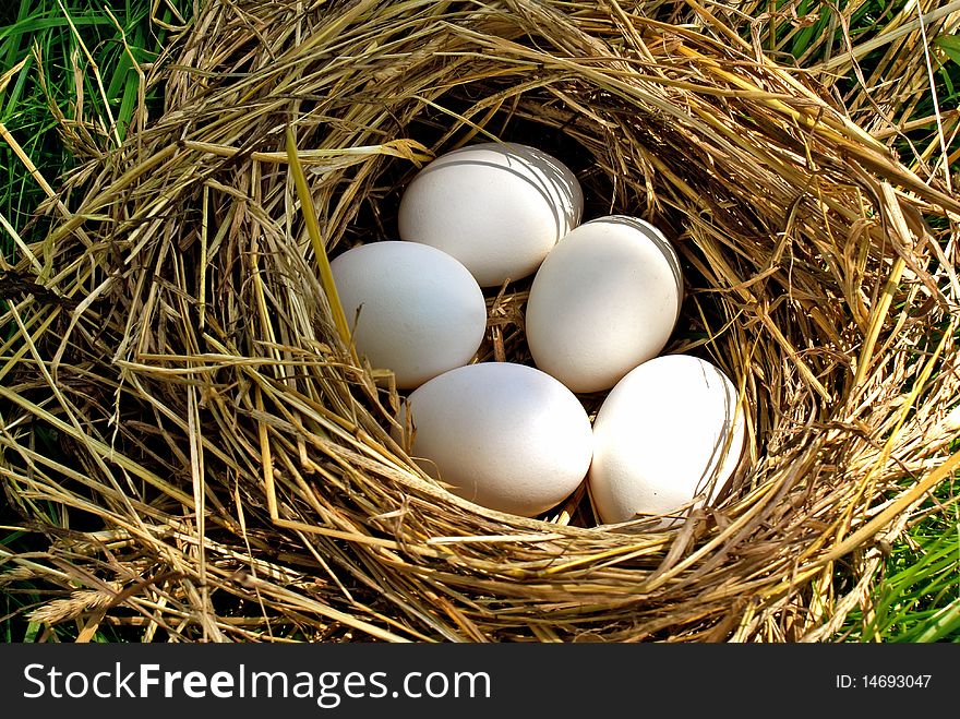 Nest forest bird