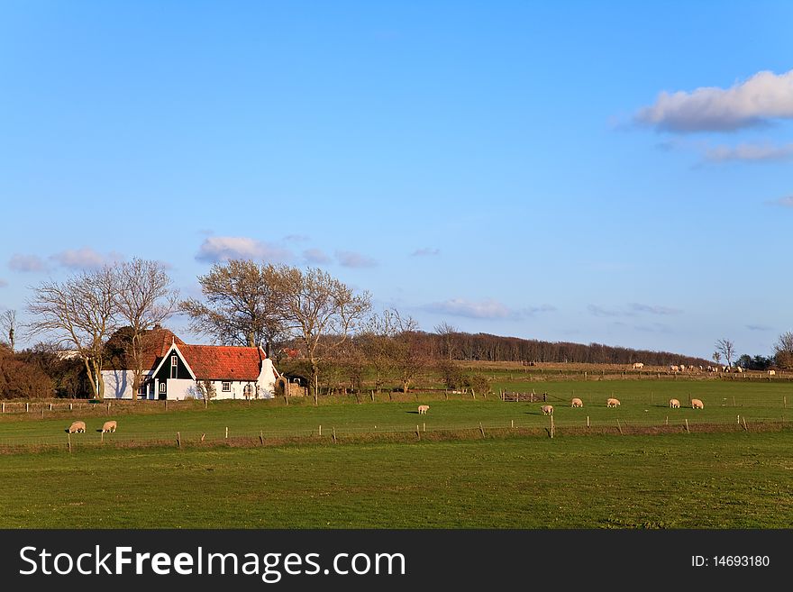 House in the countryside with sheep on a sunny day