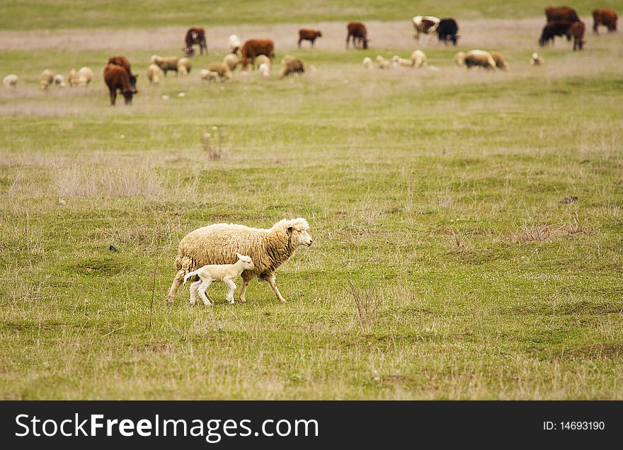 Sheep with yeanling in the field