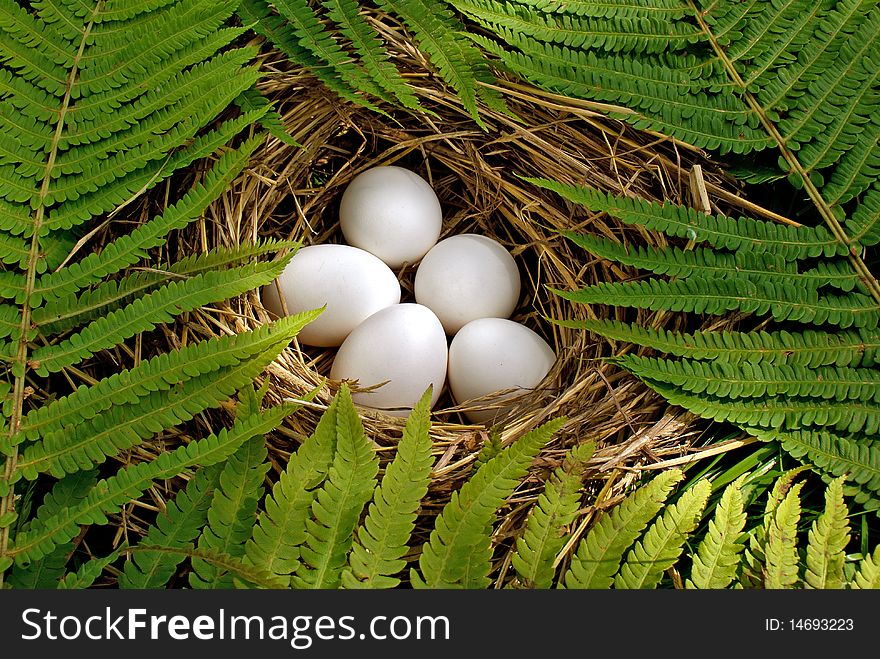 Tender beam morning sun softly warm batch of eggs forest bird. Tender beam morning sun softly warm batch of eggs forest bird