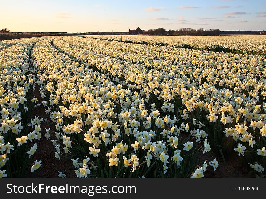 Large narcissus field in spring at sunset