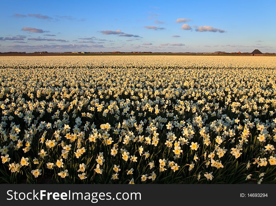 Large Narcissus Field In Spring