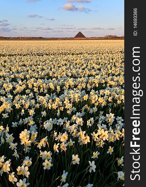 Large narcissus field in spring at sunset