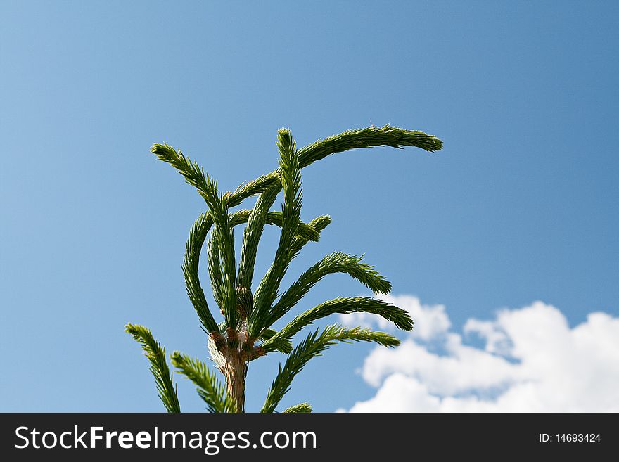 Fur-tree top on blue sky background