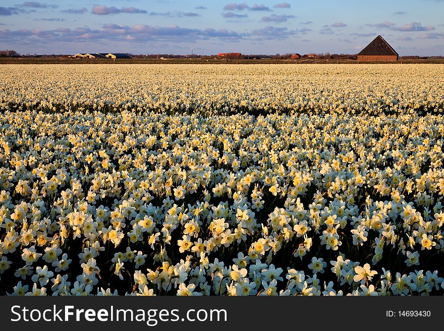 Large narcissus field in spring at sunset