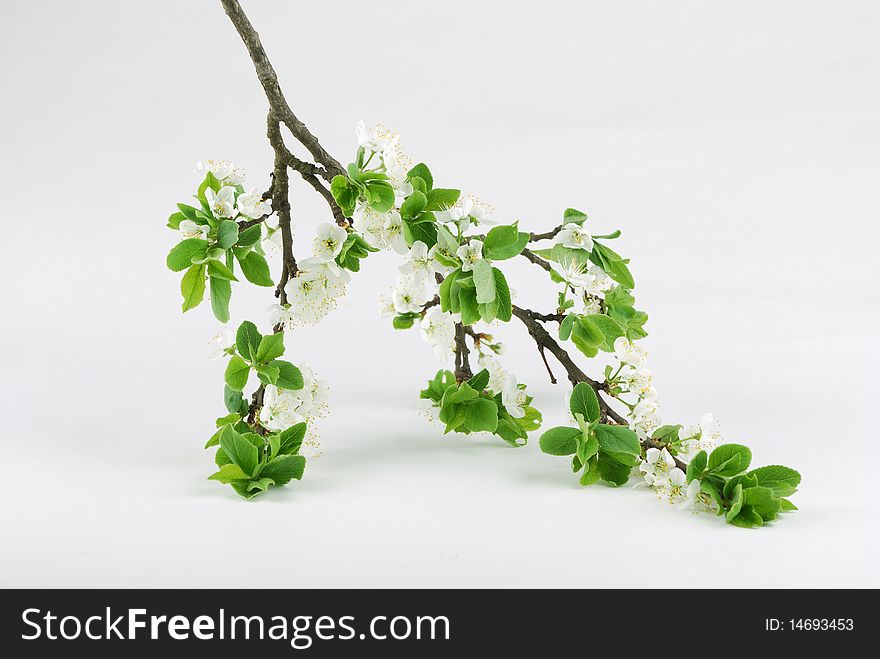 Inflorescences of white colours on branches and green leaflets. Inflorescences of white colours on branches and green leaflets.