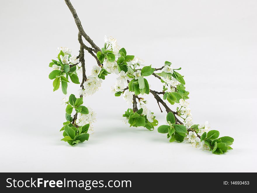 Inflorescences And Green Leaflets