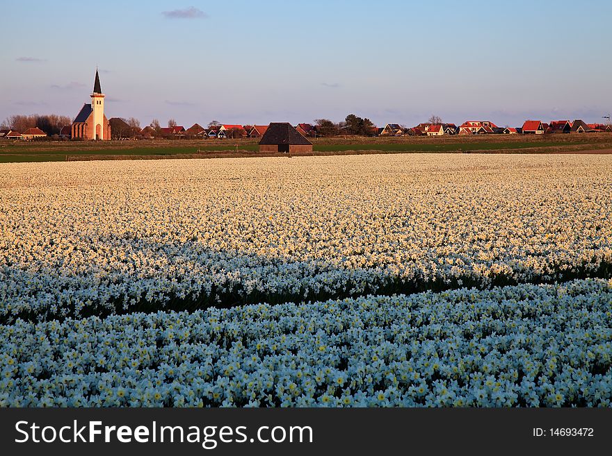 Large narcissus field in spring