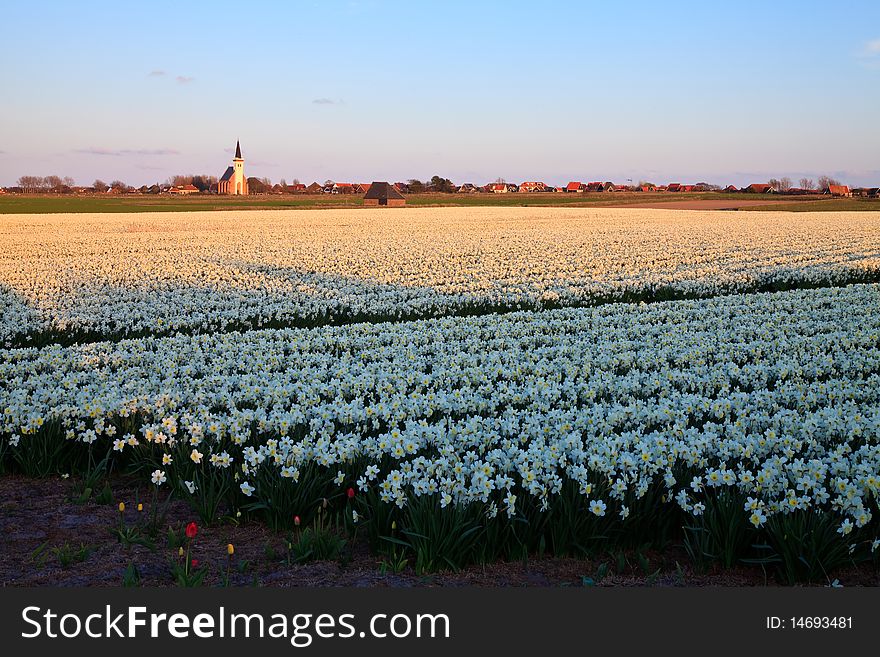 Large narcissus field in spring