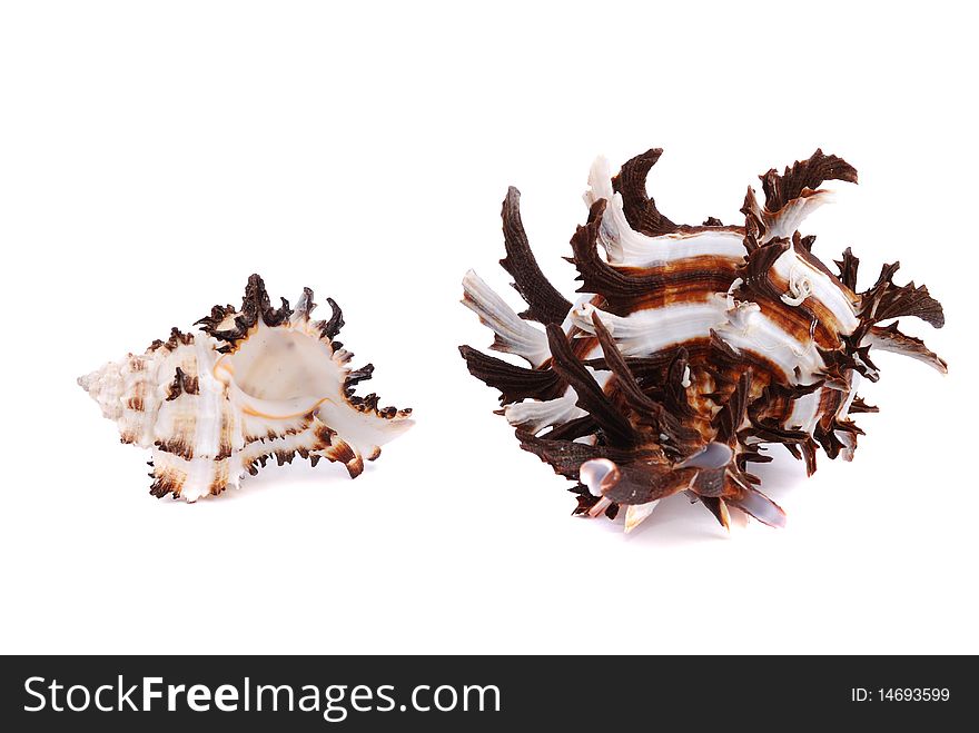 Sea cockleshells with shoots on a white background