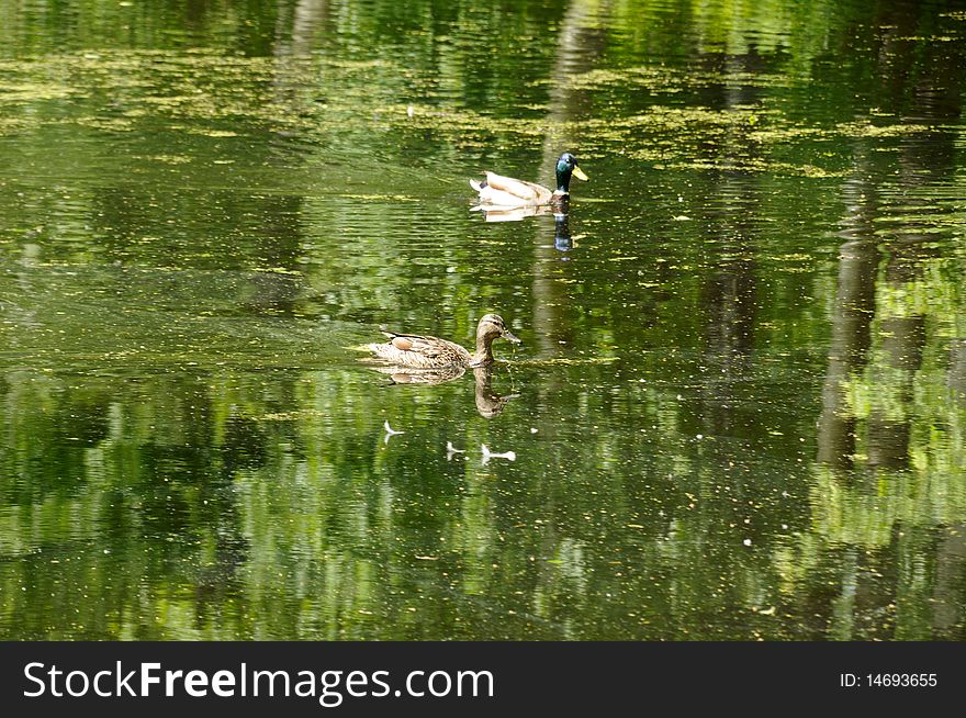 Two ducks on a pond