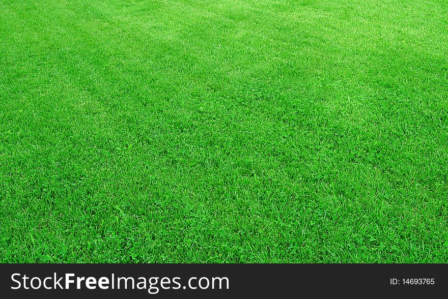 Close-up image of fresh spring green grass. Close-up image of fresh spring green grass