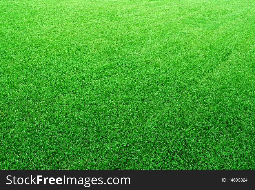 Close-up image of fresh spring green grass. Close-up image of fresh spring green grass