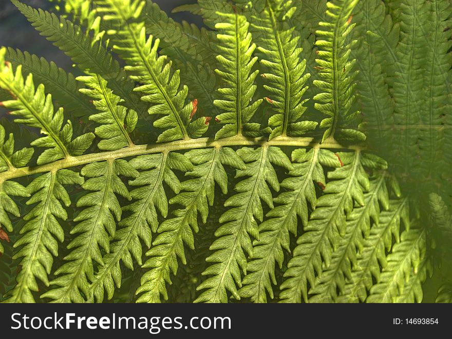 Fresh and green native fern leafs at summer forest