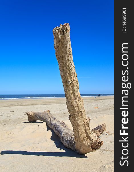 Branch of a tree on the beach on a sunny day