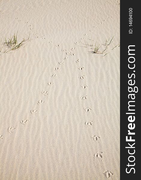 Tracks of a bird in the sand of the dunes. Tracks of a bird in the sand of the dunes