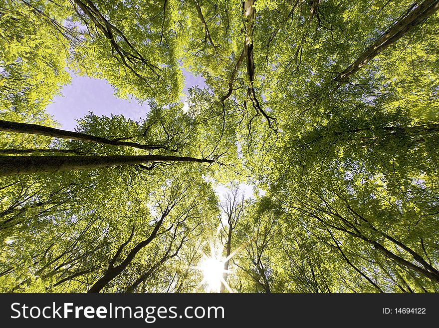 Tree canopy in spring time