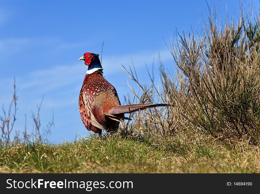 Pheasant Male Bird In The Dunes