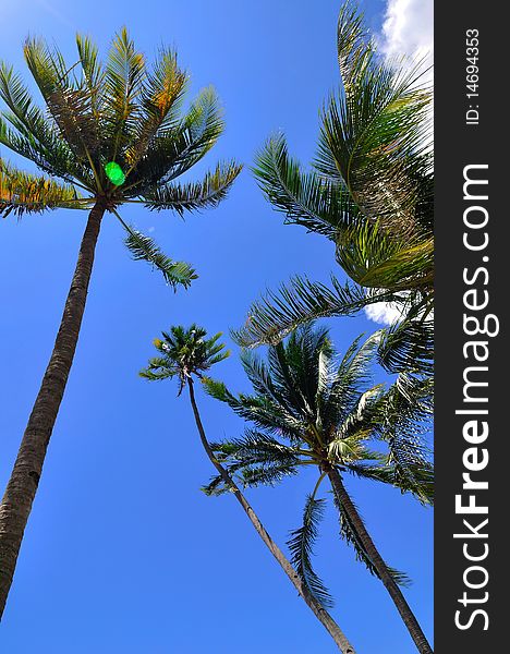 Coconut trees on a tropical island