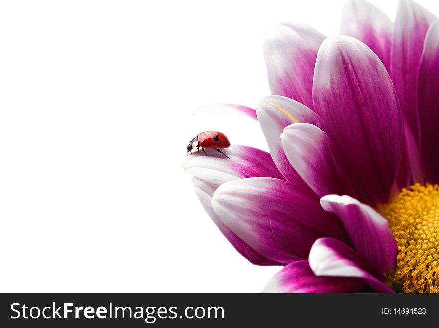 Ladybug On Flower