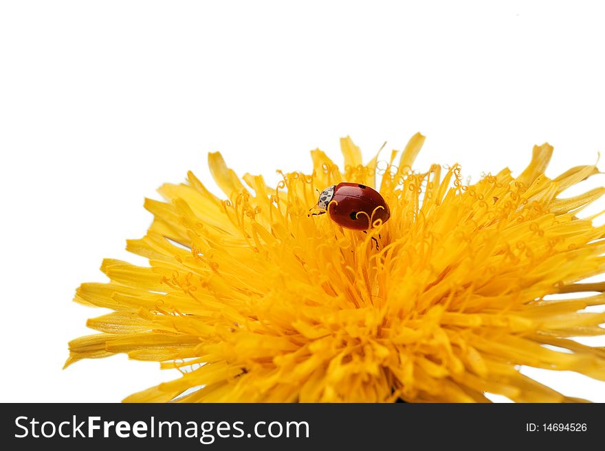 Ladybug on flower over white background
